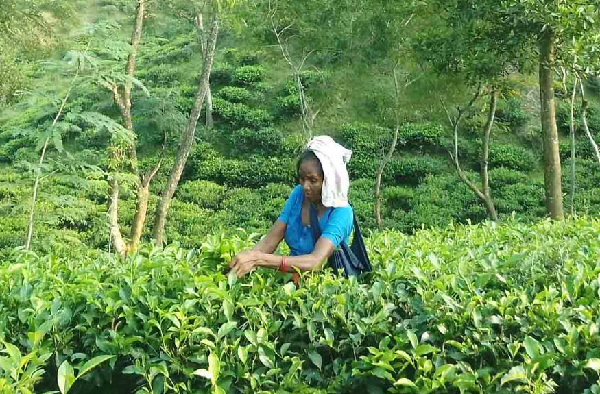 চা শ্রমিকদের সংগ্রাম: শতাব্দীর বঞ্চনার মাঝে ক্ষীণ আশার আলো
