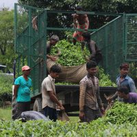 দার্জিলিংয়ে চায়ের কাপে ঝড় তুলেছে নেপালি চা