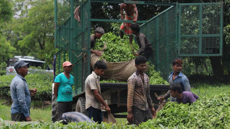 দার্জিলিংয়ে চায়ের কাপে ঝড় তুলেছে নেপালি চা