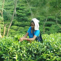 চা শ্রমিকদের সংগ্রাম: শতাব্দীর বঞ্চনার মাঝে ক্ষীণ আশার আলো
