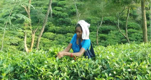 চা শ্রমিকদের সংগ্রাম: শতাব্দীর বঞ্চনার মাঝে ক্ষীণ আশার আলো