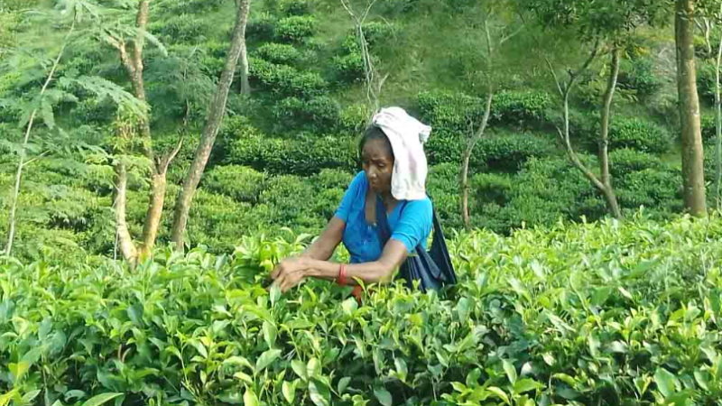 চা শ্রমিকদের সংগ্রাম: শতাব্দীর বঞ্চনার মাঝে ক্ষীণ আশার আলো