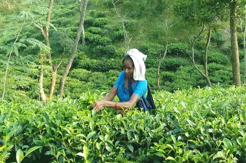 চা শ্রমিকদের সংগ্রাম: শতাব্দীর বঞ্চনার মাঝে ক্ষীণ আশার আলো