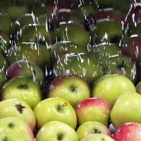 প্রথমবারের মতো রাশিয়ায় যাচ্ছে আফগান আপেল