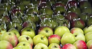 প্রথমবারের মতো রাশিয়ায় যাচ্ছে আফগান আপেল