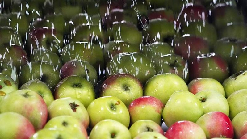 প্রথমবারের মতো রাশিয়ায় যাচ্ছে আফগান আপেল