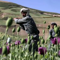 আফিম চাষ ২০ শতাংশ কমেছে