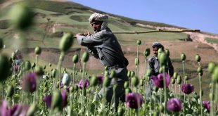 আফিম চাষ ২০ শতাংশ কমেছে