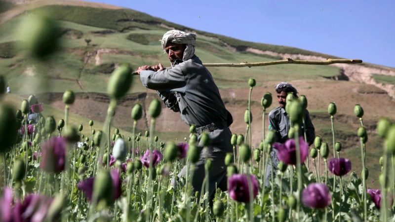আফিম চাষ ২০ শতাংশ কমেছে